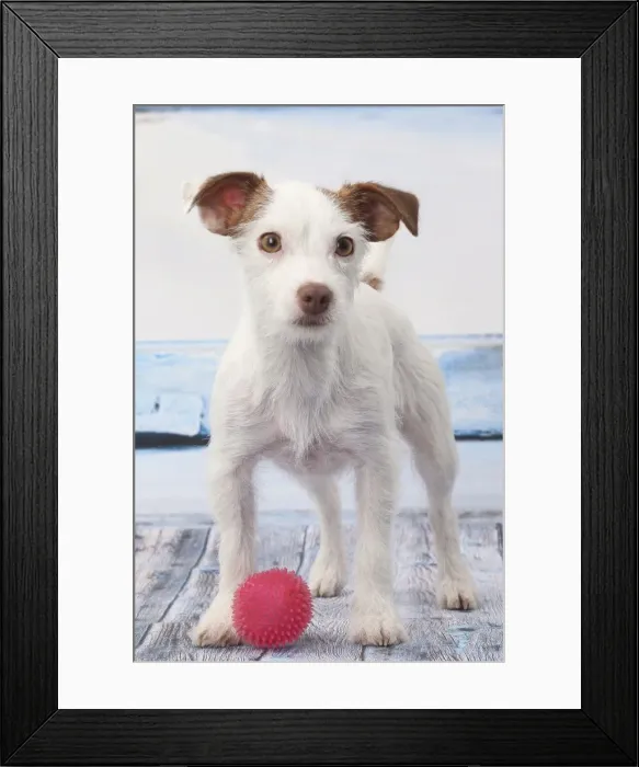 Framed Print : Picture No. 11770779 Framed Print : Picture No. 11770779
