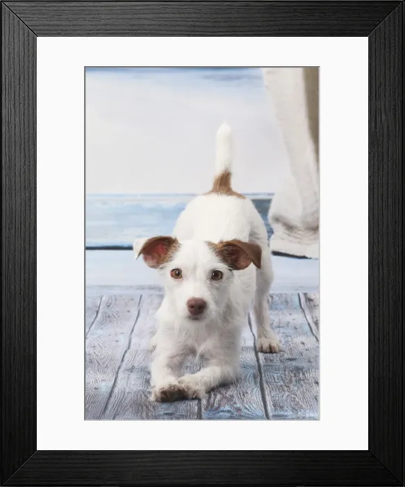 Framed Print : Picture No. 11770782 Framed Print : Picture No. 11770782