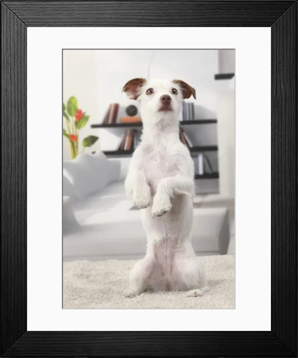 Framed Print : Picture No. 11770789 Framed Print : Picture No. 11770789