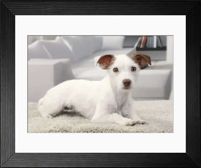 Framed Print : Picture No. 11770790 Framed Print : Picture No. 11770790