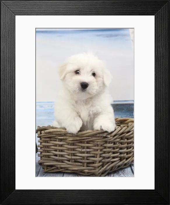 Framed Print : Picture No. 11770800 Framed Print : Picture No. 11770800