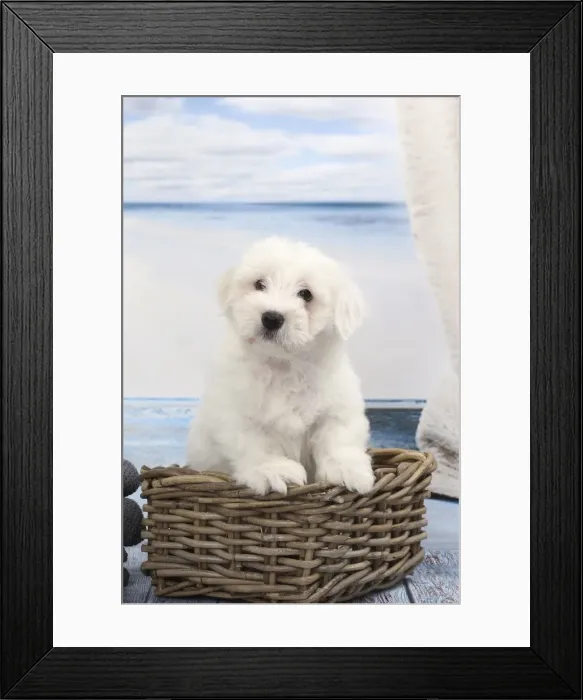 Framed Print : Picture No. 11770802 Framed Print : Picture No. 11770802