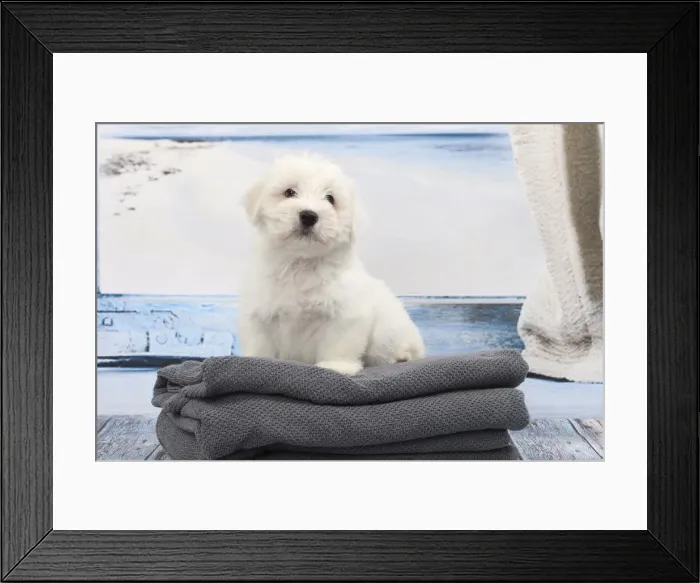 Framed Print : Picture No. 11770799 Framed Print : Picture No. 11770799