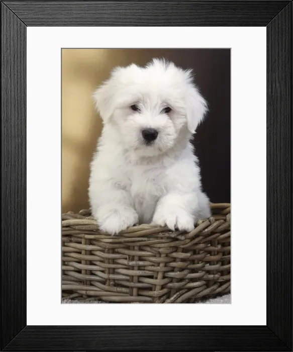 Framed Print : Picture No. 11770803 Framed Print : Picture No. 11770803