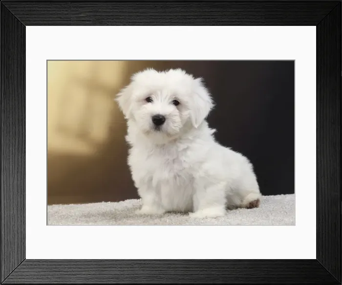 Framed Print : Picture No. 11770804 Framed Print : Picture No. 11770804