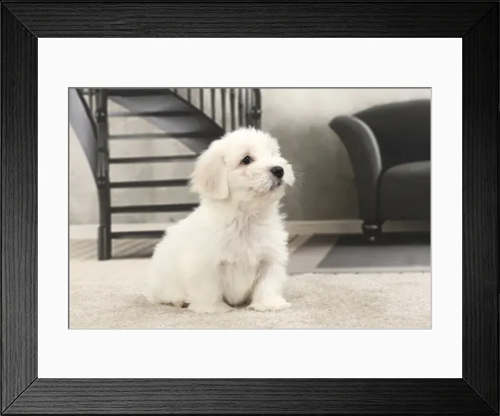 Framed Print : Picture No. 11770806 Framed Print : Picture No. 11770806