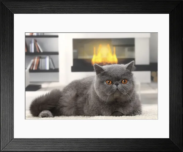 Framed Print : Picture No. 11770813 Framed Print : Picture No. 11770813
