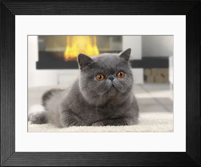 Framed Print : Picture No. 11770814 Framed Print : Picture No. 11770814