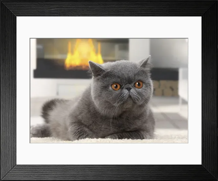 Framed Print : Picture No. 11770815 Framed Print : Picture No. 11770815
