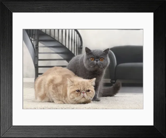 Framed Print : Picture No. 11770816 Framed Print : Picture No. 11770816