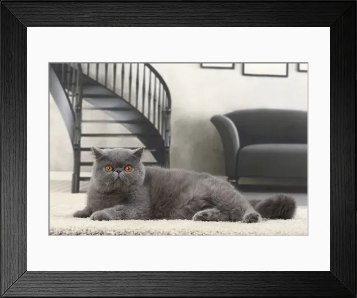 Framed Print : Picture No. 11770817 Framed Print : Picture No. 11770817