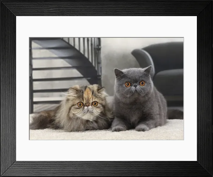 Framed Print : Picture No. 11770819 Framed Print : Picture No. 11770819