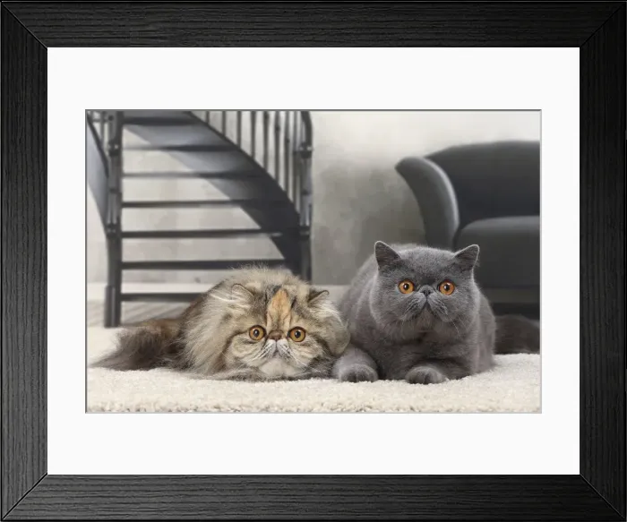 Framed Print : Picture No. 11770820 Framed Print : Picture No. 11770820