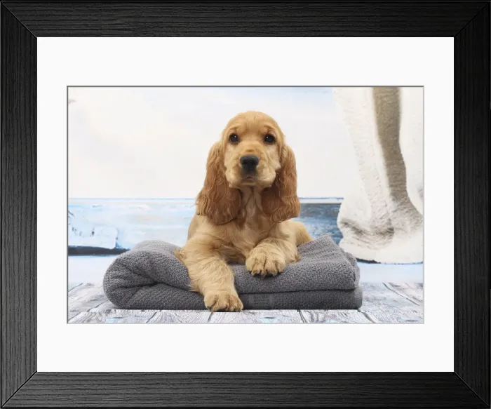 Framed Print : Picture No. 11770825 Framed Print : Picture No. 11770825