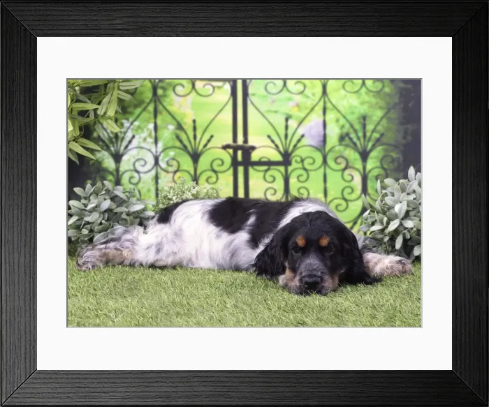 Framed Print : Picture No. 11770831 Framed Print : Picture No. 11770831