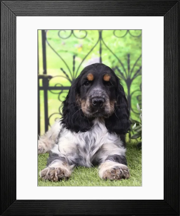 Framed Print : Picture No. 11770832 Framed Print : Picture No. 11770832