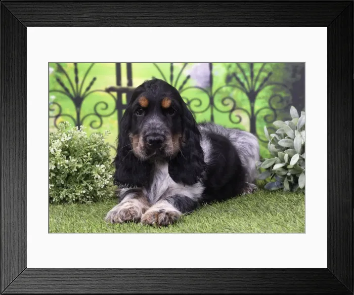 Framed Print : Picture No. 11770833