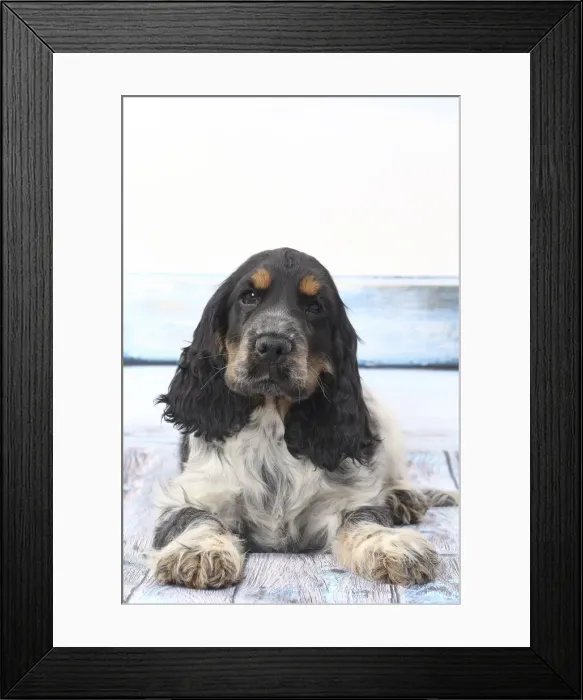 Framed Print : Picture No. 11770835 Framed Print : Picture No. 11770835