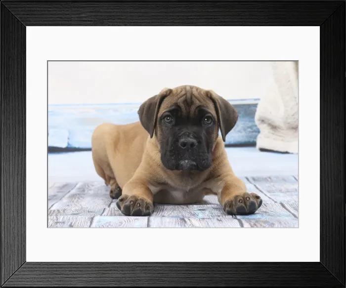 Framed Print : Picture No. 11770841 Framed Print : Picture No. 11770841