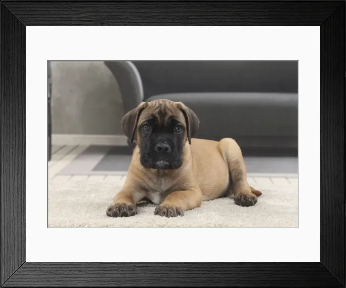 Framed Print : Picture No. 11770848 Framed Print : Picture No. 11770848