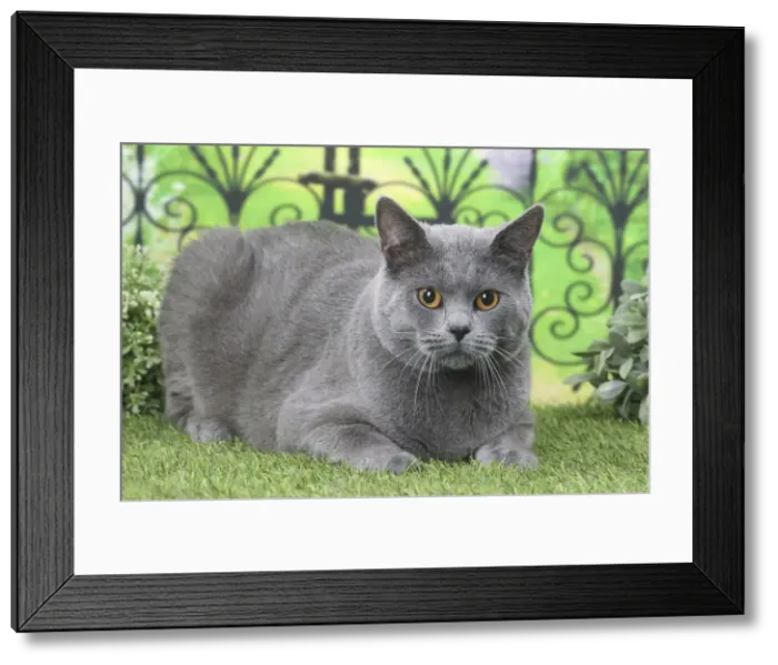 Framed Print : Picture No. 11770849 Framed Print : Picture No. 11770849