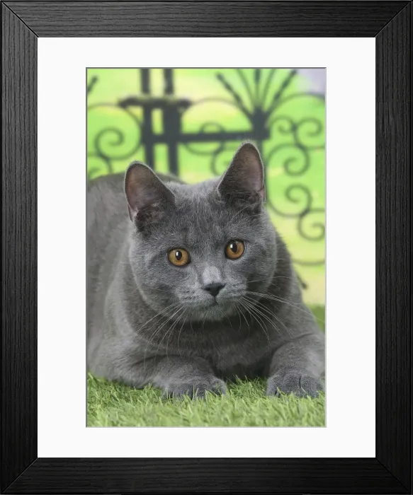 Framed Print : Picture No. 11770850 Framed Print : Picture No. 11770850