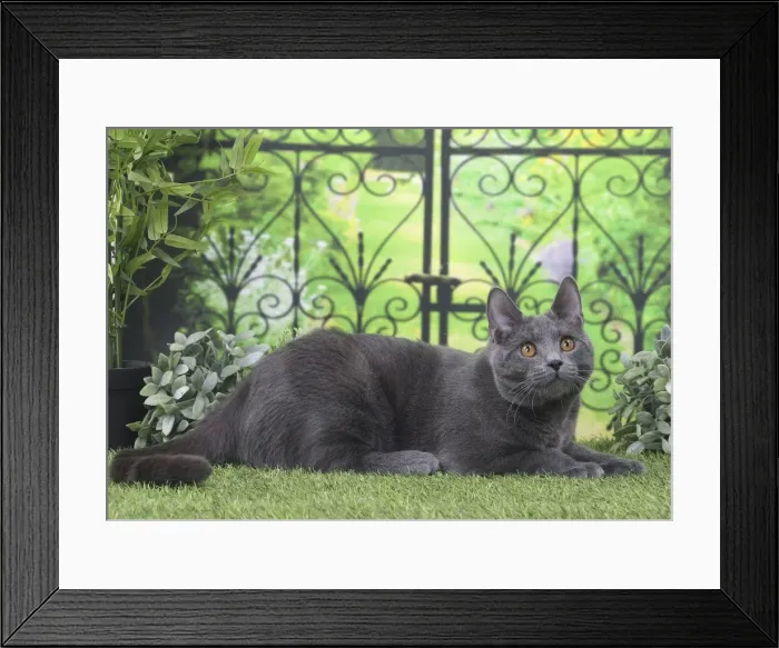 Framed Print : Picture No. 11770851 Framed Print : Picture No. 11770851