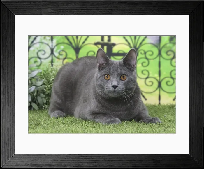 Framed Print : Picture No. 11770852 Framed Print : Picture No. 11770852