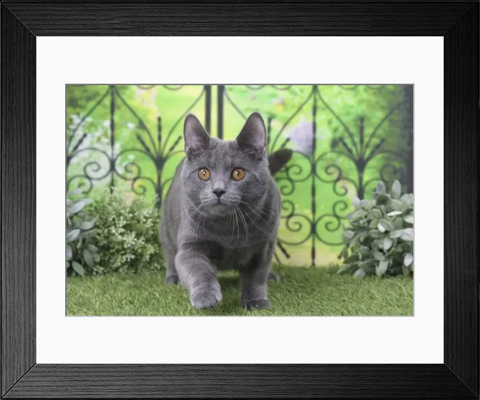 Framed Print : Picture No. 11770853 Framed Print : Picture No. 11770853