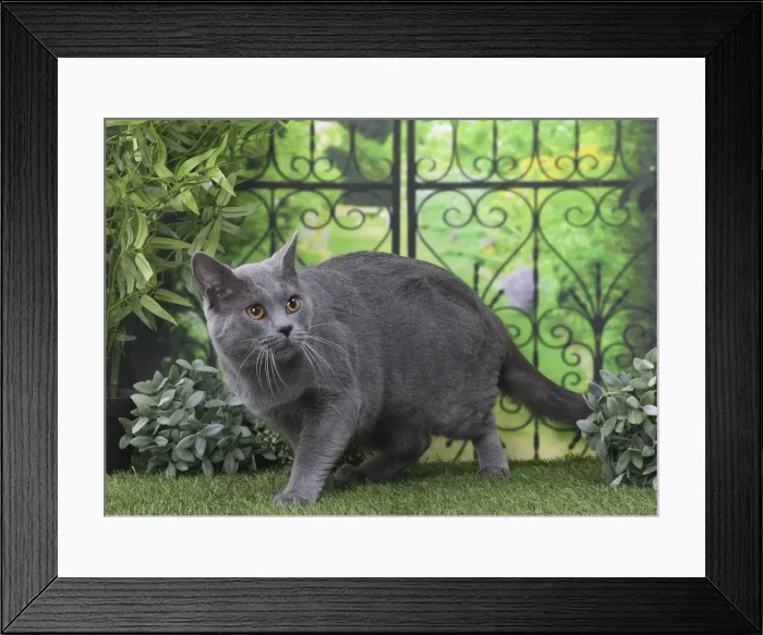 Framed Print : Picture No. 11770854 Framed Print : Picture No. 11770854