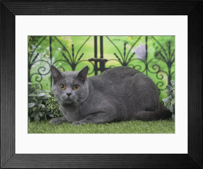 Framed Print : Picture No. 11770855 Framed Print : Picture No. 11770855