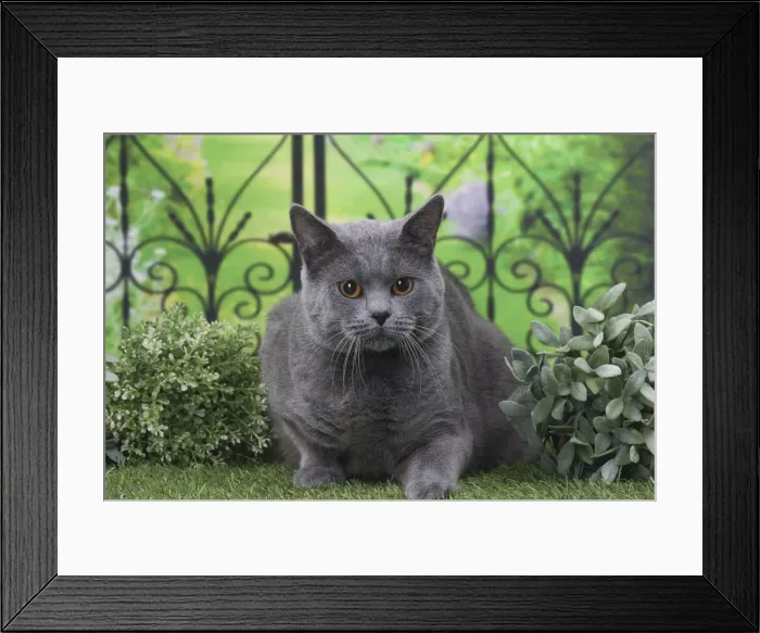 Framed Print : Picture No. 11770856 Framed Print : Picture No. 11770856