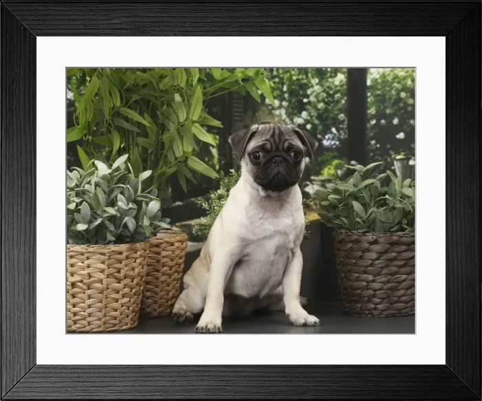Framed Print : Picture No. 11770857 Framed Print : Picture No. 11770857
