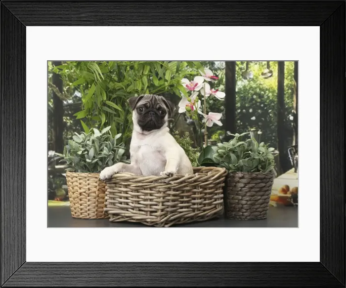 Framed Print : Picture No. 11770859 Framed Print : Picture No. 11770859
