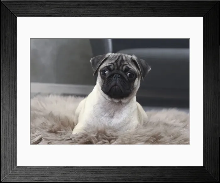 Framed Print : Picture No. 11770862 Framed Print : Picture No. 11770862