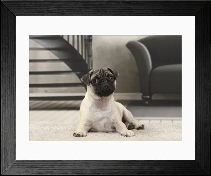 Framed Print : Picture No. 11770865 Framed Print : Picture No. 11770865