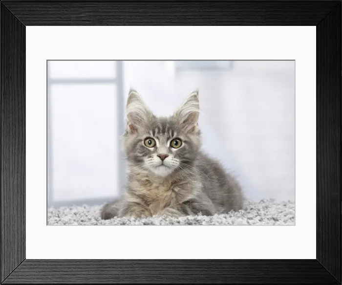 Framed Print : Picture No. 11770871 Framed Print : Picture No. 11770871