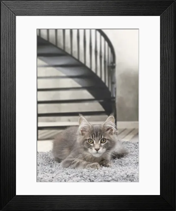 Framed Print : Picture No. 11770872 Framed Print : Picture No. 11770872