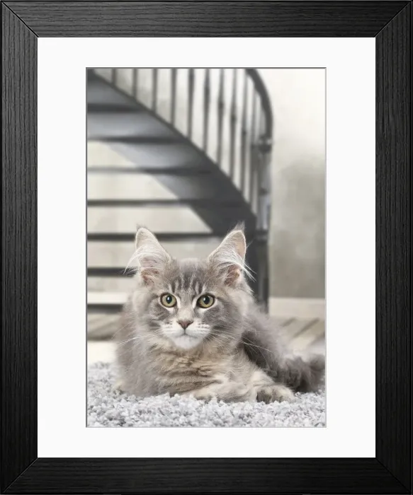 Framed Print : Picture No. 11770874 Framed Print : Picture No. 11770874