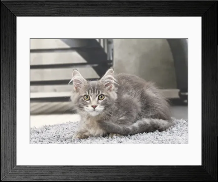 Framed Print : Picture No. 11770877 Framed Print : Picture No. 11770877
