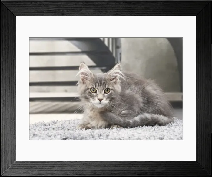 Framed Print : Picture No. 11770876 Framed Print : Picture No. 11770876