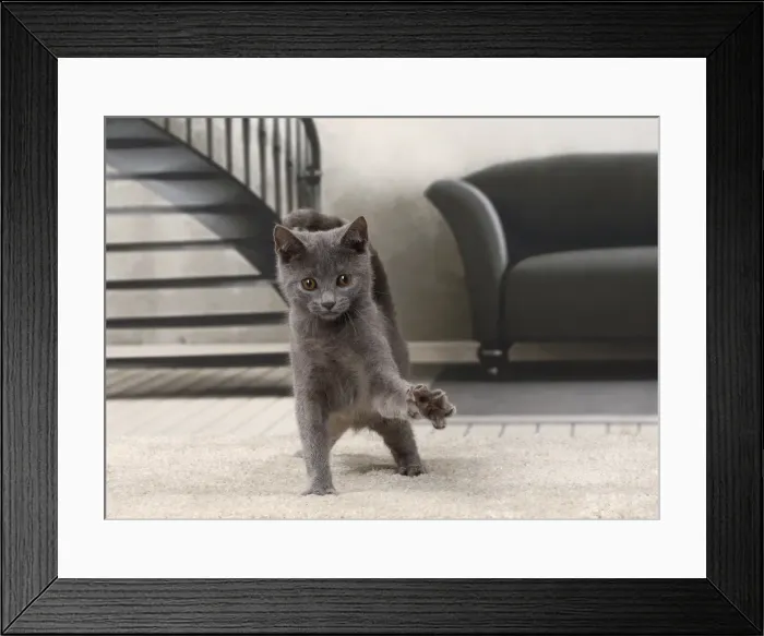 Framed Print : Picture No. 11770879 Framed Print : Picture No. 11770879