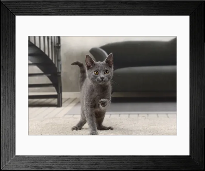 Framed Print : Picture No. 11770878 Framed Print : Picture No. 11770878