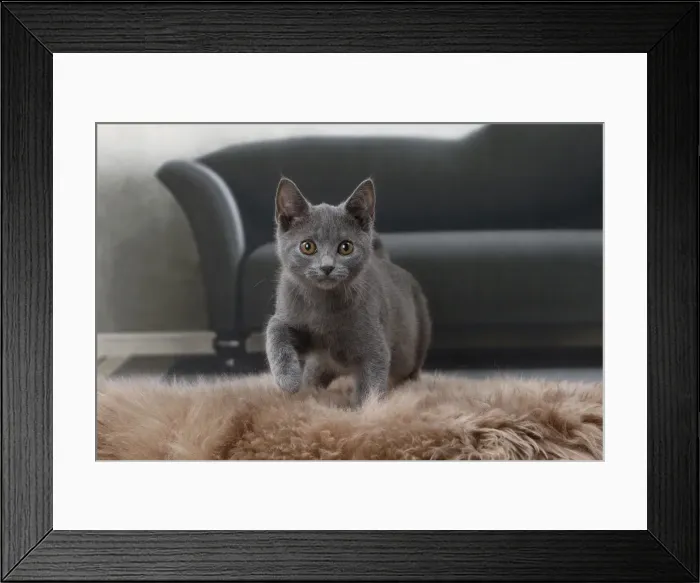 Framed Print : Picture No. 11770881 Framed Print : Picture No. 11770881