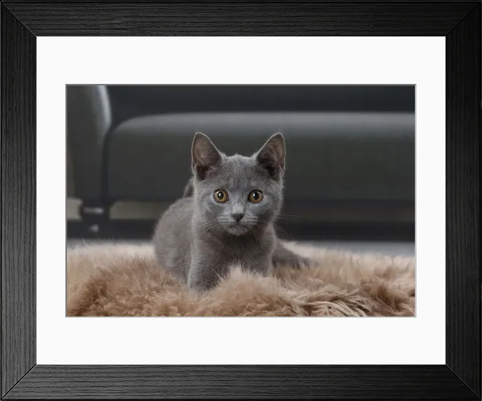 Framed Print : Picture No. 11770883 Framed Print : Picture No. 11770883