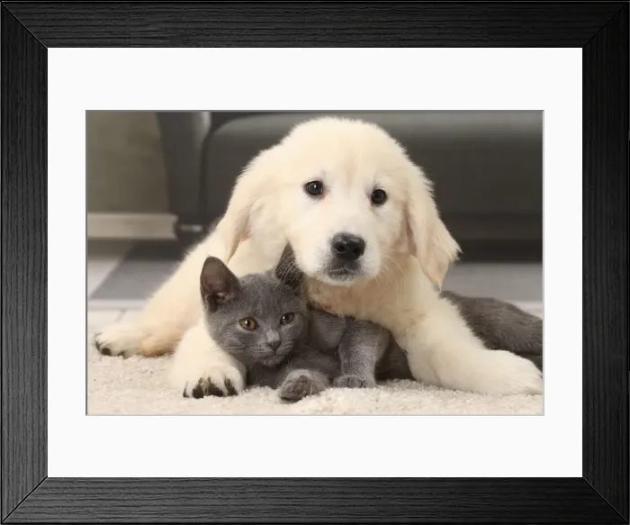 Framed Print : Picture No. 11770884 Framed Print : Picture No. 11770884