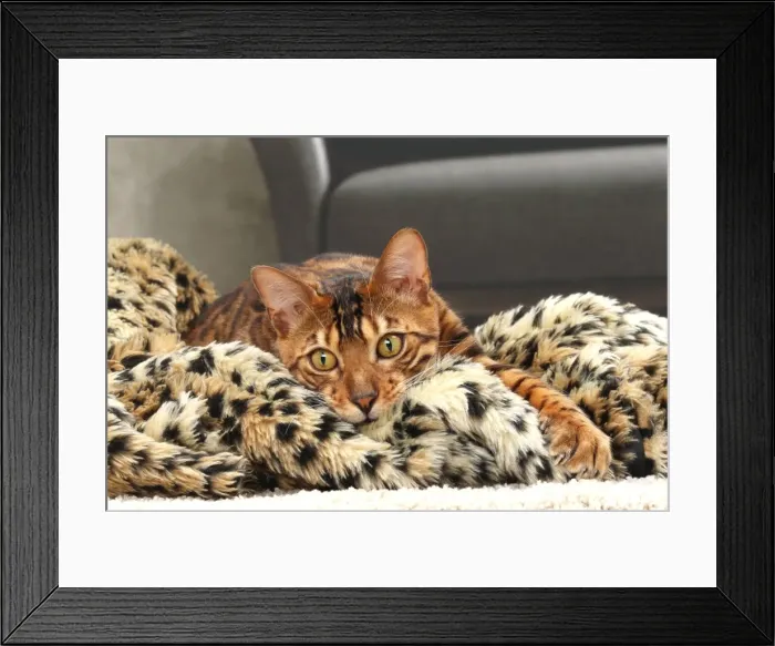 Framed Print : Picture No. 11770894 Framed Print : Picture No. 11770894