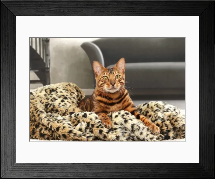 Framed Print : Picture No. 11770895 Framed Print : Picture No. 11770895