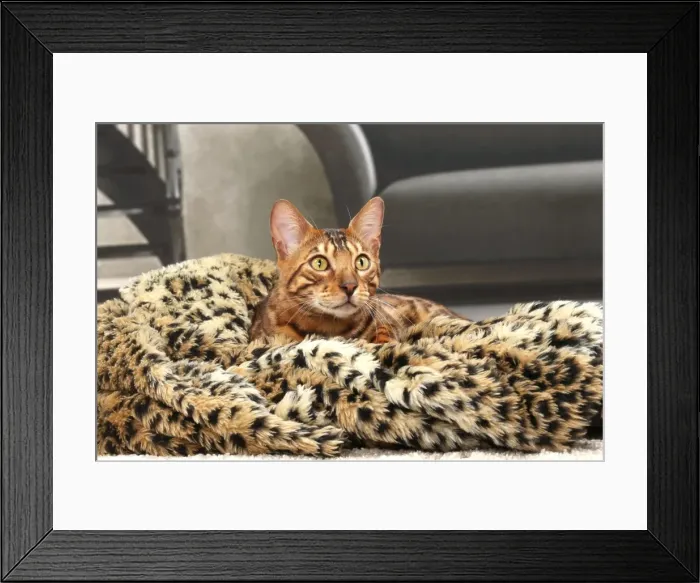 Framed Print : Picture No. 11770896 Framed Print : Picture No. 11770896