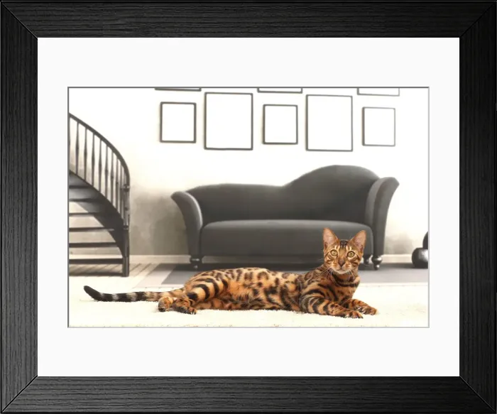 Framed Print : Picture No. 11770898 Framed Print : Picture No. 11770898
